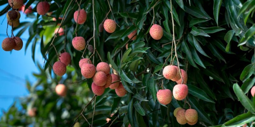 Những câu chuyện thành công từ khách hàng của Tropical Food Machinery Srl