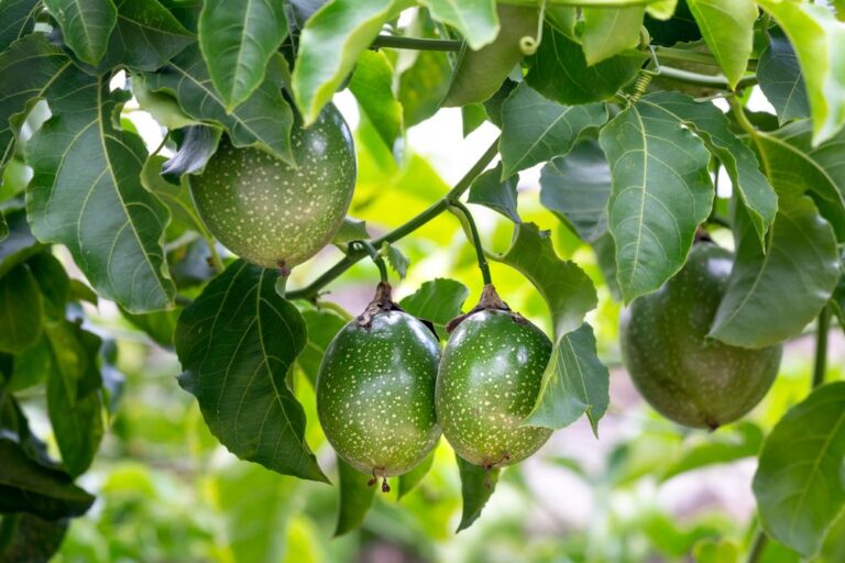 Giàn chanh leo đang cho quả tại vùng trồng