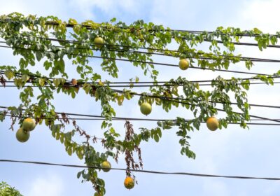 Giàn chanh leo trĩu quả dưới trời xanh
