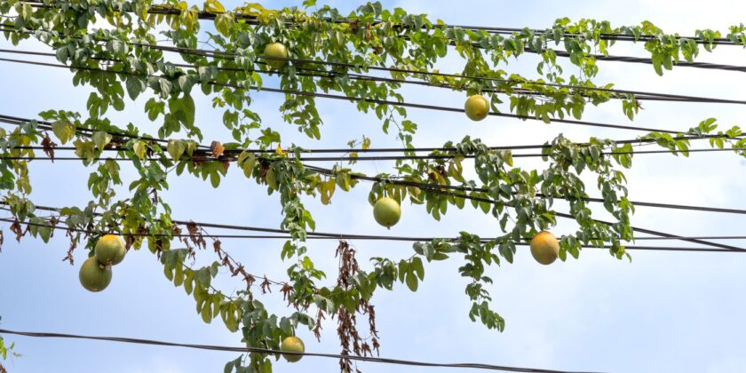 Nhật Bản và Hàn Quốc: dư lượng theo danh mục khẳng định và lợi thế thuế quan từ CPTPP, VKFTA