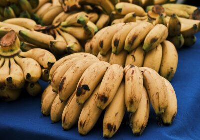 Nải chuối chín vàng, nguyên liệu cho puree chuối