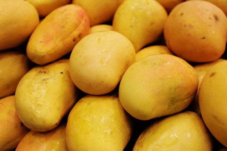 Xoài chín chất đống sau thu hoạch